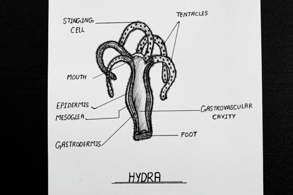 Kraken даркнет официальный сайт